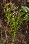 Narrowleaf ironweed 